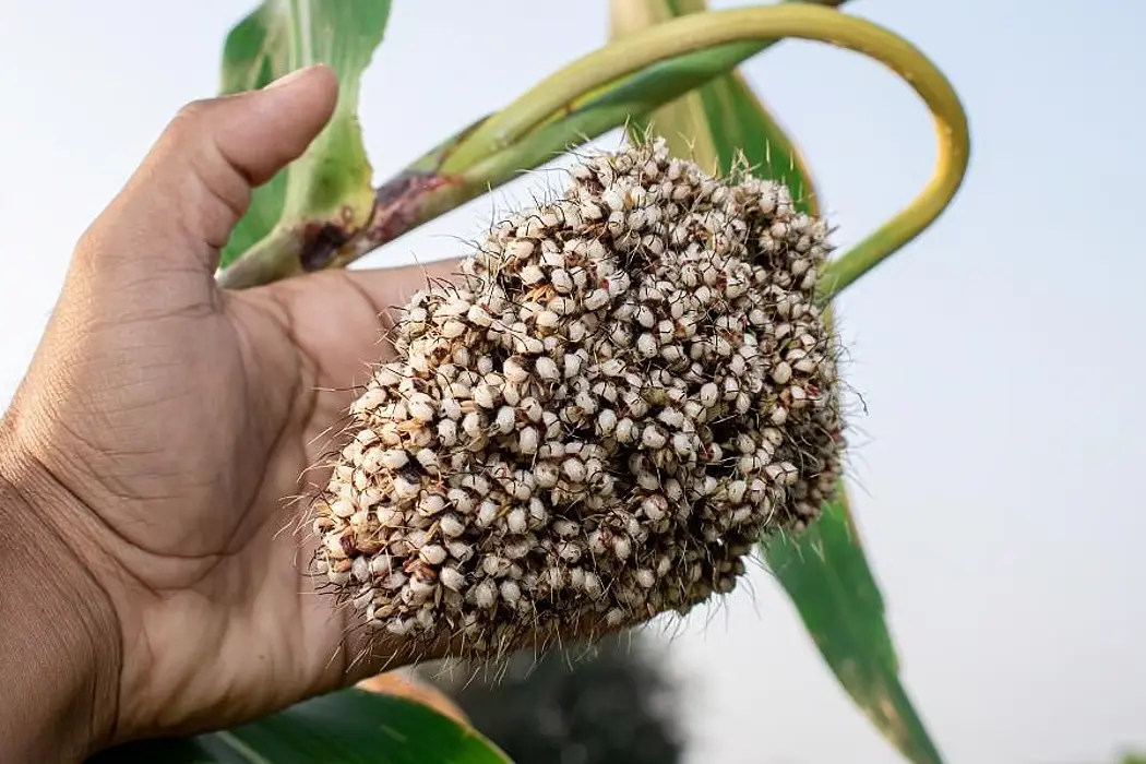 Jowar ज्वार