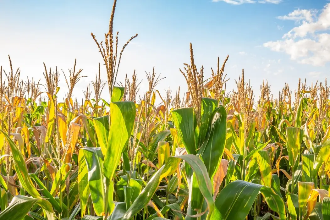 Maize मक्का
