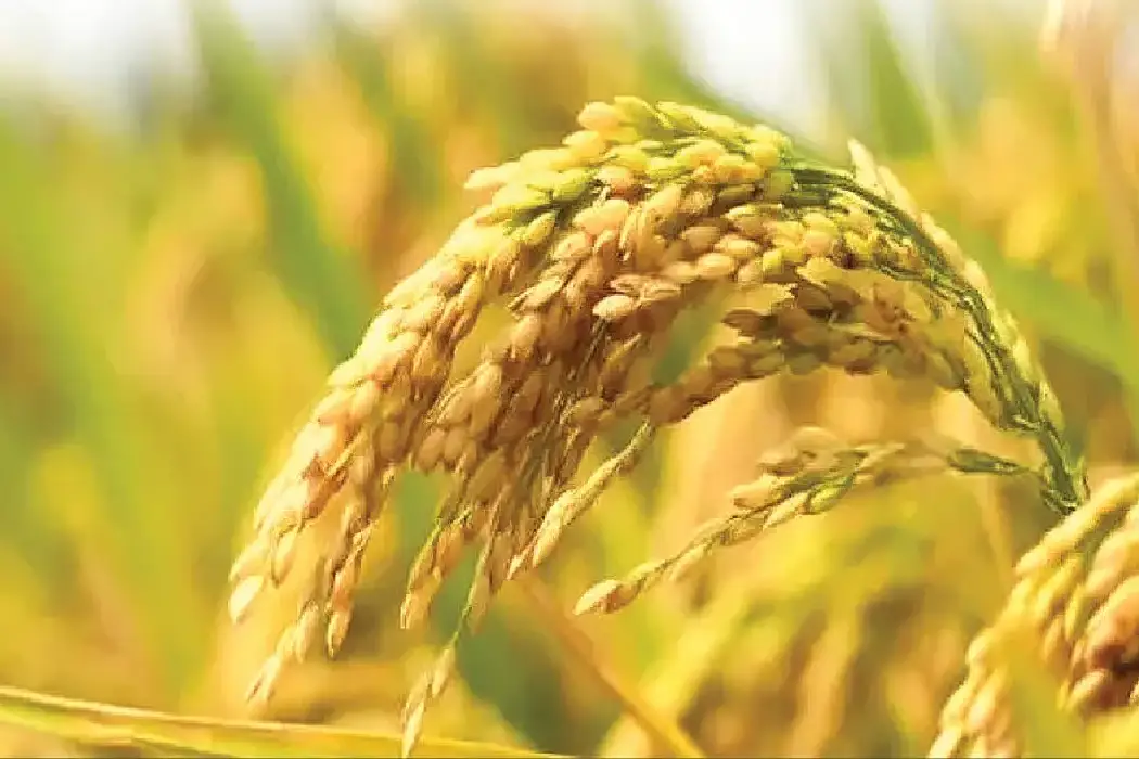Paddy धान