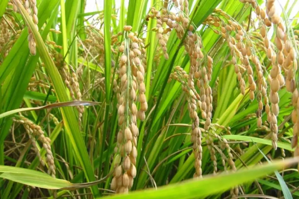 Rice धान