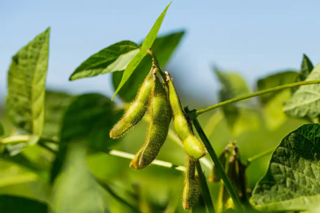 Soyabean सोयाबीन