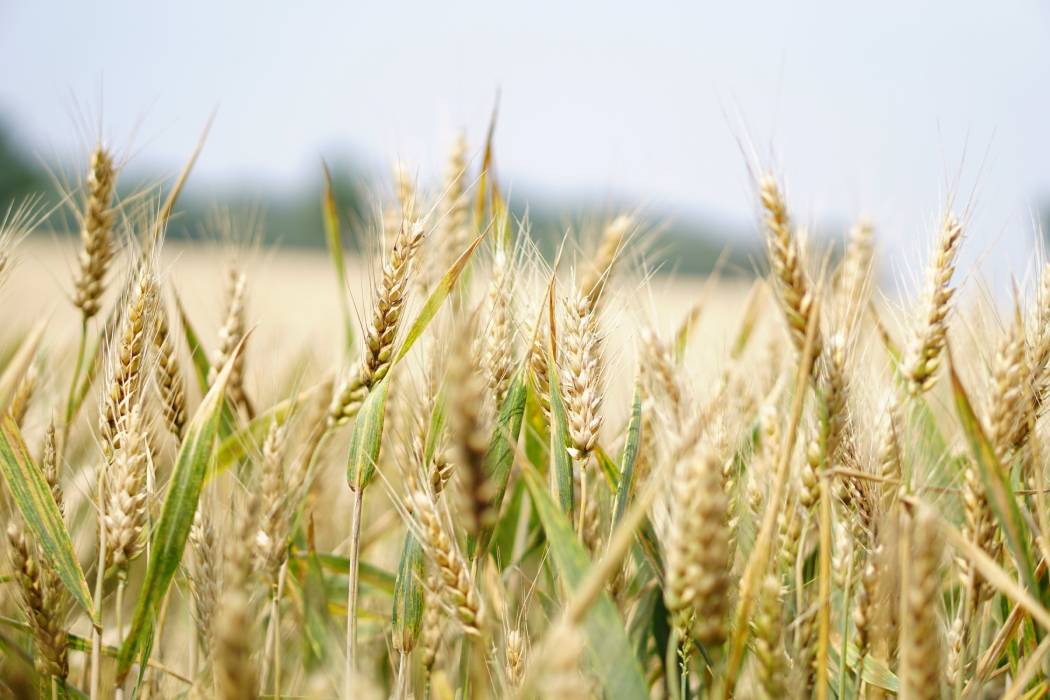 Wheat गेहूं